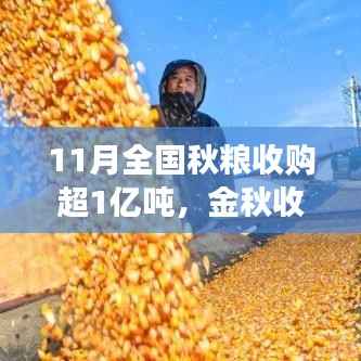 全国秋粮收购突破1亿吨大关,粮食市场蓄势待发