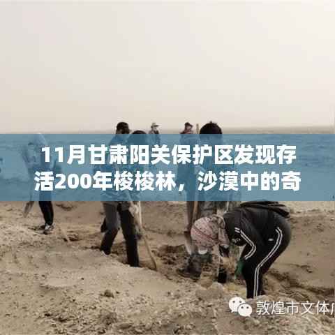 甘肃阳关保护区发现存活200年梭梭林,沙漠中的奇迹与家的温暖时光