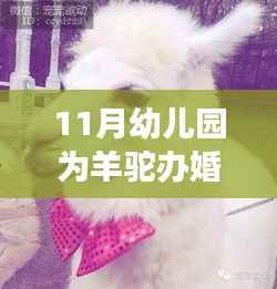 羊驼婚礼亮相幼儿园，社区联姻盛典启动，起步份子钱30元起