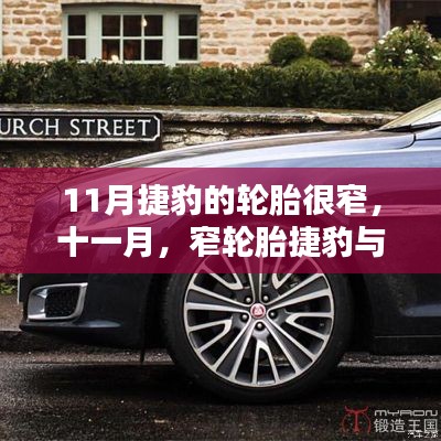 十一月窄轮胎捷豹与温馨日常相伴