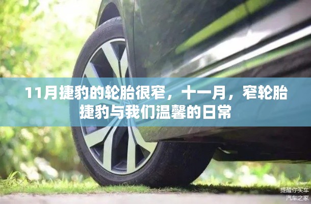 十一月窄轮胎捷豹与温馨日常相伴