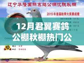 十二月君翼赛鸽公棚秋棚热门公告，速度与梦想的盛宴揭秘