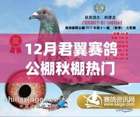 十二月君翼赛鸽公棚秋棚热门公告,速度与梦想的盛宴揭秘