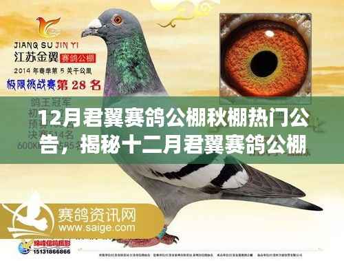 十二月君翼赛鸽公棚秋棚热门公告,速度与梦想的盛宴揭秘