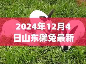 山东獭兔最新价格揭秘,自然美景下的心灵之旅,探寻獭兔市场新动向!
