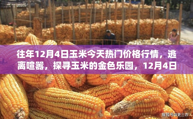 12月4日玉米行情深度解析，金色乐园的价格波动与心灵之旅