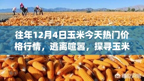 12月4日玉米行情深度解析,金色乐园的价格波动与心灵之旅