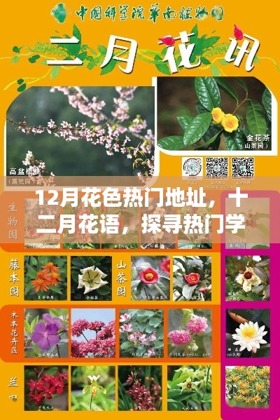十二月热门地址探寻，花语中的学习之路与自信成就感的盛开