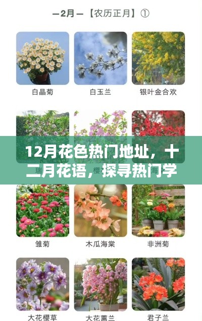 十二月热门地址探寻,花语中的学习之路与自信成就感的盛开