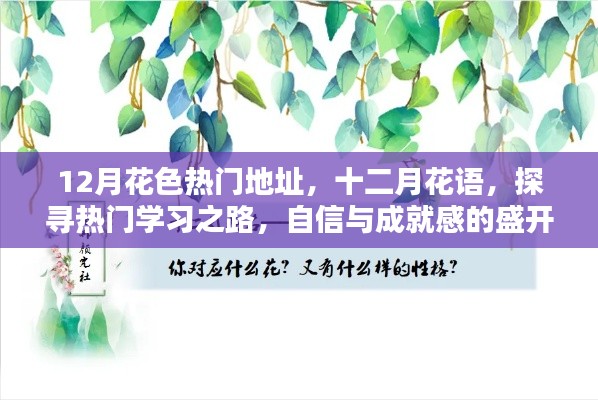 十二月热门地址探寻,花语中的学习之路与自信成就感的盛开