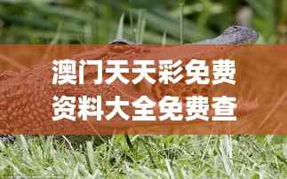 澳门天天彩免费资料大全免费查询狼披羊皮,蛇藏龟壳,真实数据解释定义_8DM8.994