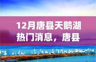 唐县天鹅湖十二月惊艳亮相,热门资讯抢先看!
