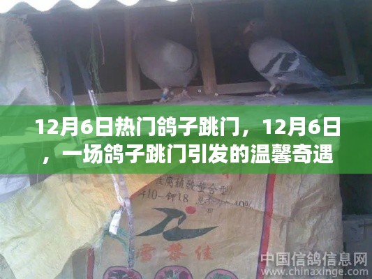12月6日鸽子跳门,温馨奇遇上演