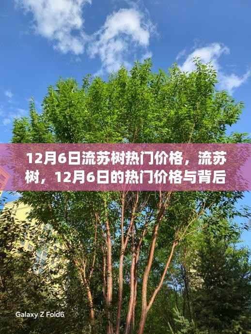 12月6日流苏树热门价格揭秘，背后的故事与行情分析