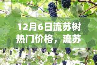 12月6日流苏树热门价格揭秘,背后的故事与行情分析