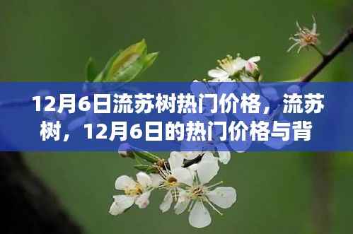 12月6日流苏树热门价格揭秘,背后的故事与行情分析
