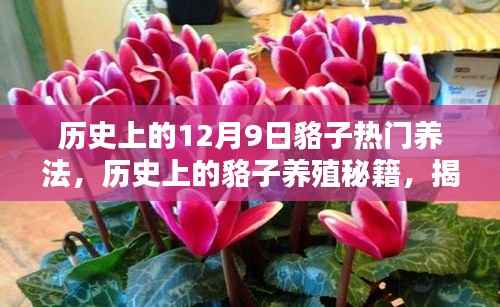 揭秘历史上的貉子养殖秘籍，12月9日的最佳养法揭秘，初学者轻松掌握养貉秘籍！