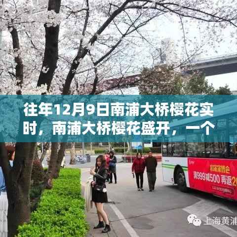 南浦大桥樱花盛开,特殊日子的记忆与影响