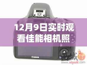 12月9日佳能相机实拍欣赏,捕捉美妙瞬间的实时照片