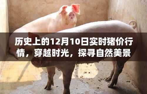 穿越时光探寻历史实时猪价行情，一场自然美景与心灵之旅的探寻