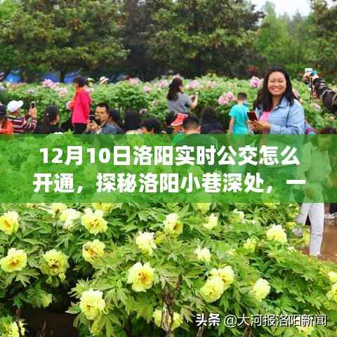 探秘洛阳小巷特色小店,实时公交新纪元开启指南