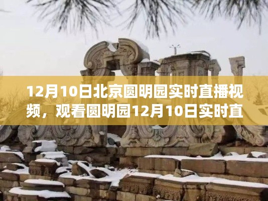 圆明园12月10日实时直播攻略,轻松掌握观看技能