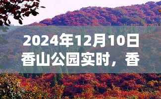 香山公园实时生态体验与休闲价值探讨——2024年12月10日观察报告