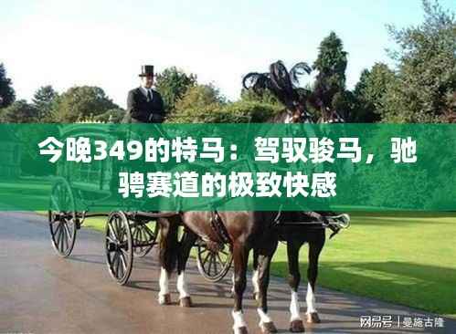 今晚349的特马:驾驭骏马,驰骋赛道的极致快感