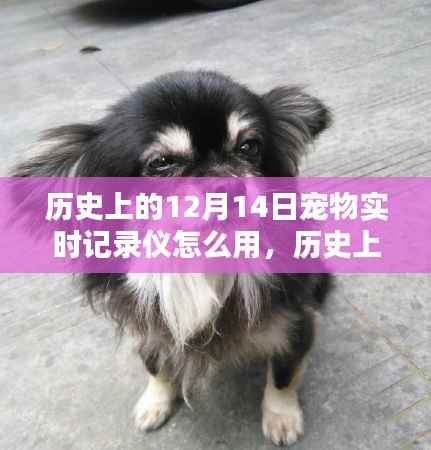 历史上的12月14日宠物实时记录仪使用指南,全面解析使用步骤与技巧