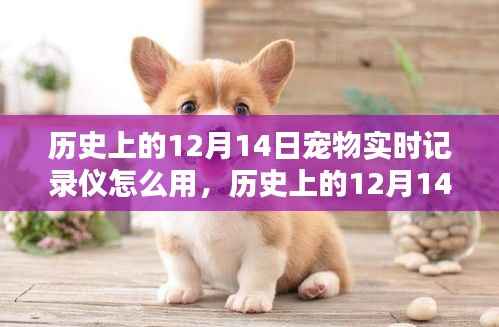 历史上的12月14日宠物实时记录仪使用指南,全面解析使用步骤与技巧