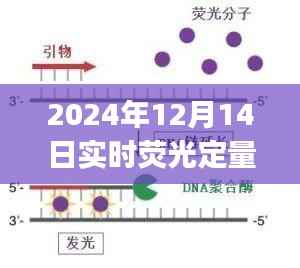 实时荧光定量PCR法中荧光探针的应用与原理探讨,以荧光定量pcr法观察日为视角(2024年12月14日)