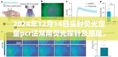 实时荧光定量PCR法中荧光探针的应用与原理探讨,以荧光定量pcr法观察日为视角(2024年12月14日)
