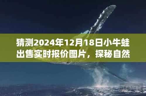 探秘自然秘境,小牛蛙心灵之旅与未来报价预测图片,探寻奇妙之旅的实时报价