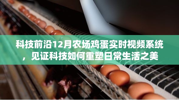 科技重塑日常，农场鸡蛋实时视频系统，探索科技前沿见证生活之美