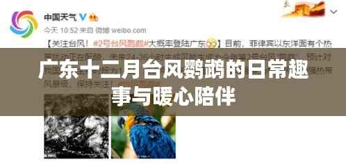 广东十二月台风鹦鹉,日常趣事与暖心陪伴时光