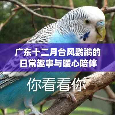 广东十二月台风鹦鹉,日常趣事与暖心陪伴时光