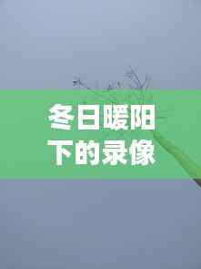 冬日暖阳下的友情时光,一部关于陪伴的温馨录像故事