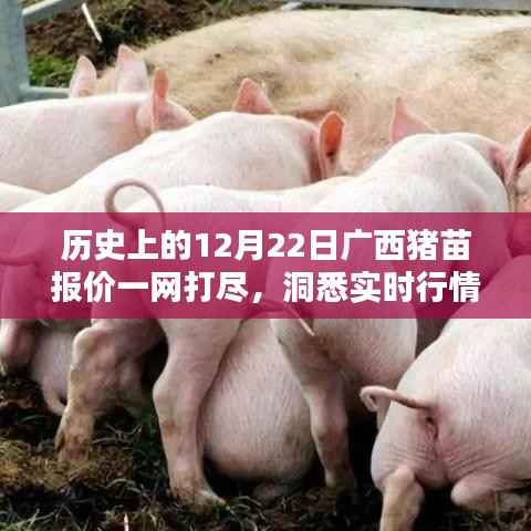 广西猪苗报价实时更新,洞悉历史行情,掌握市场动态