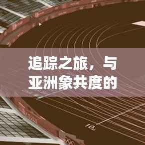 追踪之旅，与亚洲象共度温馨冬日时光