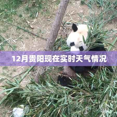 贵阳12月实时天气概况