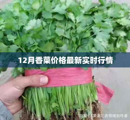 12月香菜价格行情实时更新