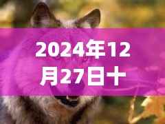 十三狼实时效果揭秘,2024年12月27日最新动态体验报告。