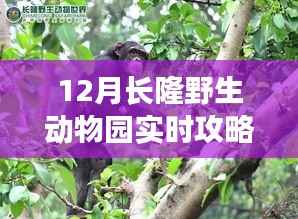 长隆野生动物园十二月游玩攻略