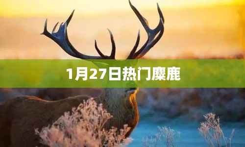 麋鹿成为热门话题,1月27日最新动态