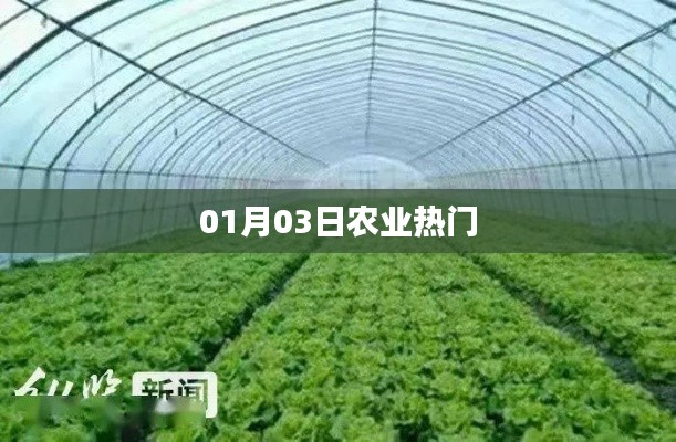 农业热点资讯,最新动态一网打尽(日期,01月03日)