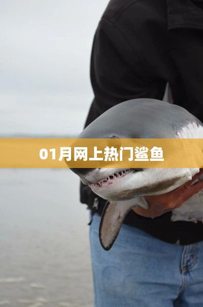 最新热门鲨鱼资讯,一网打尽!
