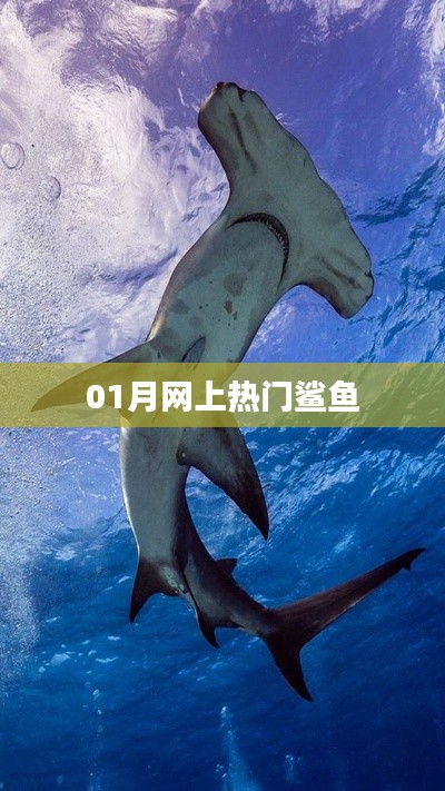 最新热门鲨鱼资讯,一网打尽!