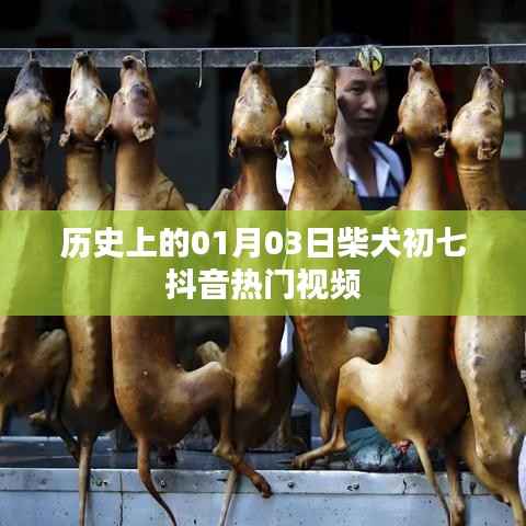 柴犬初七抖音热门视频，历史一月三日回顾