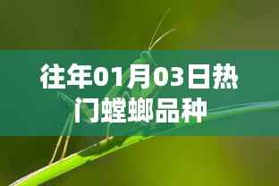 『历年热门螳螂品种盘点』