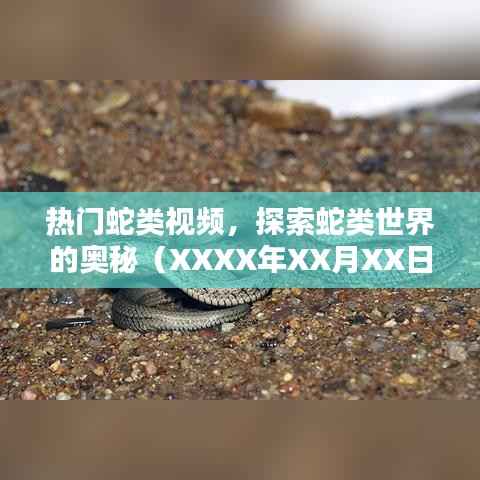 蛇类世界揭秘,热门视频探秘蛇类奥秘
